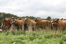 Jersey Cows Pasture